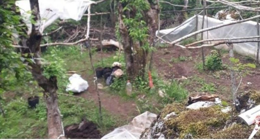 Zbulohen disa parcela me kanabis n&euml; Mat, n&euml; pranga 33-vje&ccedil;ari