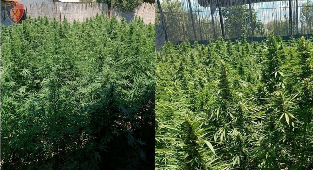 Kanabisi n&euml; repartin ushtarak n&euml; Zall Herr, lirohen nga qelia tre