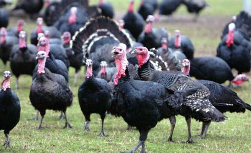 200 lek&euml; m&euml; shum&euml; se vjet, rritet &ccedil;mimi i gjelit t&euml;