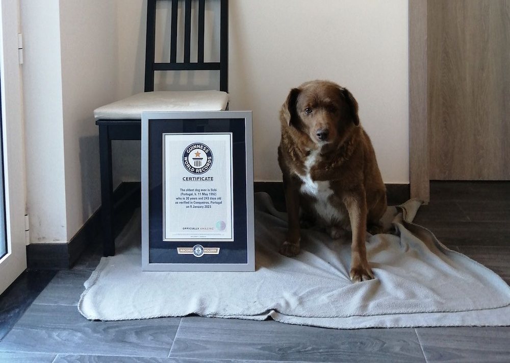 Rekordet Guinness pezullojn&euml; certifikat&euml;n e qenit m&euml; t&euml;