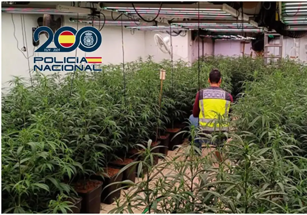 Kultivuan 940 bim&euml; marijuan&euml; n&euml; banes&euml;, arrestohen dy