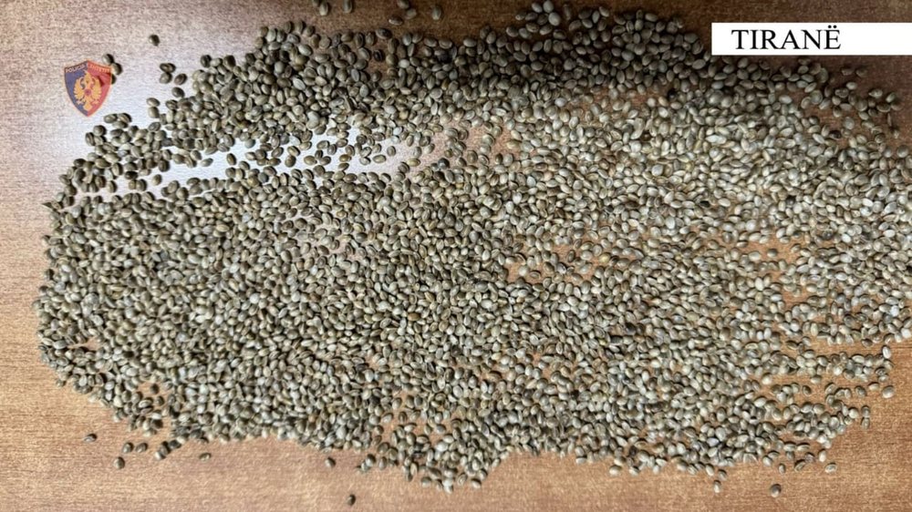U kap me fara k&atilde;nabisi gati p&euml;r shitje, arrestohet 17-vje&ccedil;ari