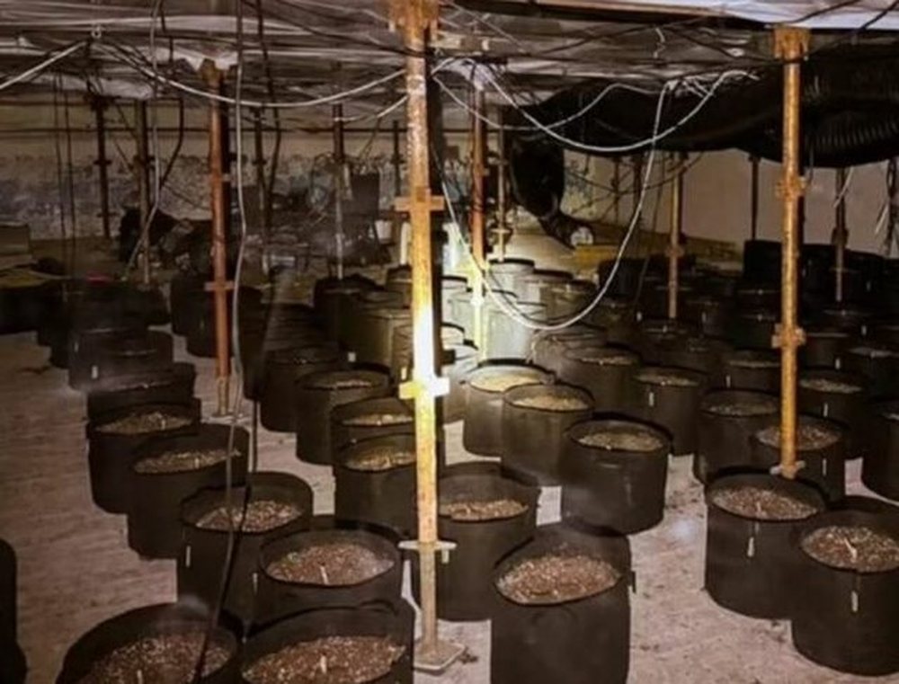 E kthyen pishin&euml;n n&euml; ferm&euml; kanabisi, dy shqiptar&euml;