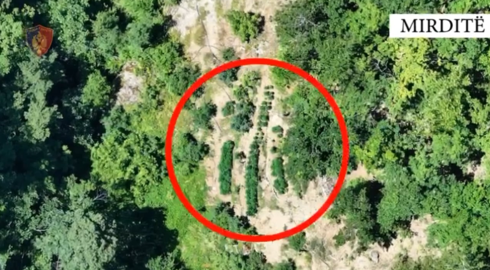 Zbulohet parcela me kanabis n&euml; Mirdit&euml;, pranga 27-vje&ccedil;arit