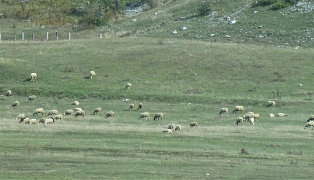 Blegtoria n&euml; pikiat&euml;, ulet numri i kafsh&euml;ve dhe prodhimi!