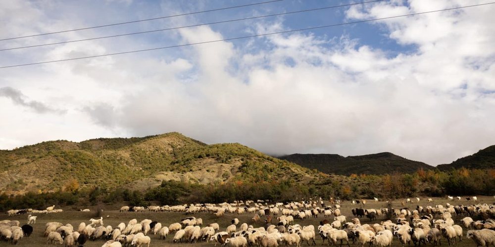 Blegtoria n&euml; r&euml;nie t&euml; lir&euml;, ulet numri i kafsh&euml;ve dhe