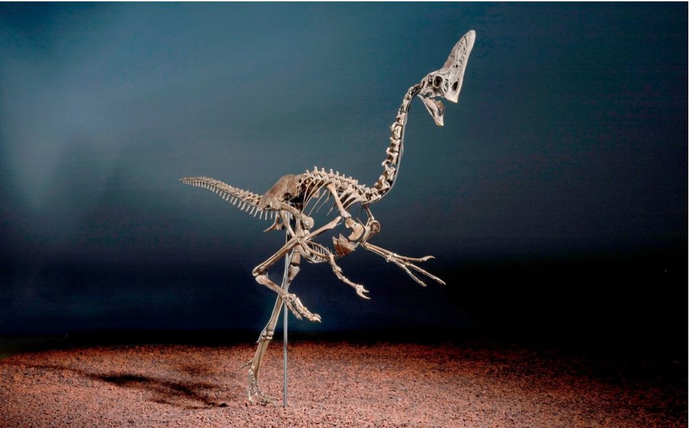 Nj&euml; nga dinosaur&euml;t e fundit n&euml; bot&euml; del n&euml; ankand me