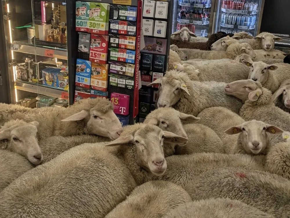 Ndodhi n&euml; Gjermani/ 50 dele ndahen nga tufa dhe hyjn&euml; n&euml;