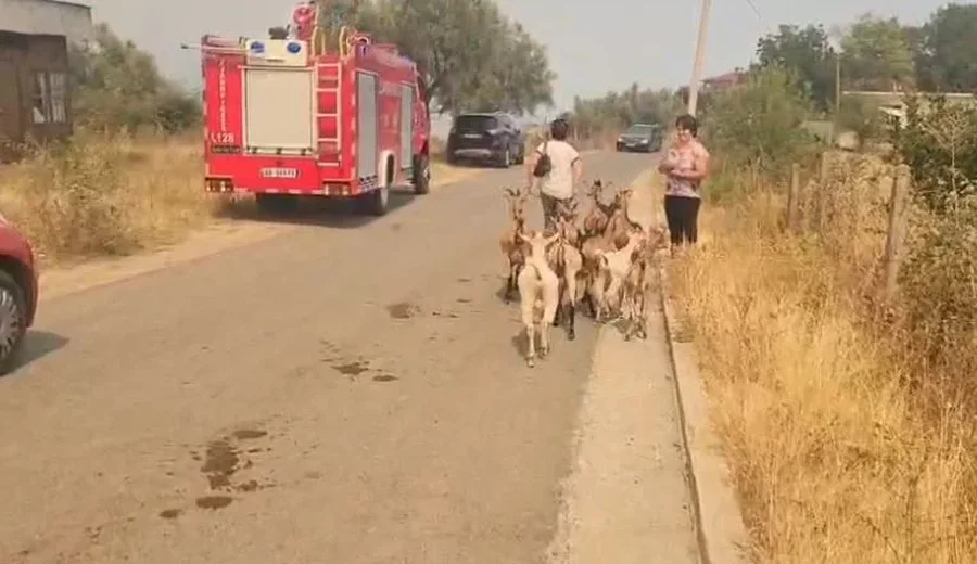 FOTOLAJM/  Banorët në Nartë marrin bagëtitë me vete dhe