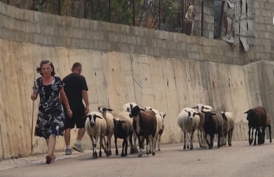 Gramsh, nis evakuimi, banorët marrin me vete edhe bagëtitë