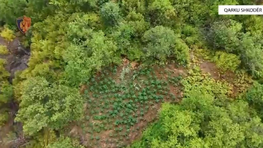 Shkodër/ Vijon operacioni “Koordinata”, asgjësohen mbi 16