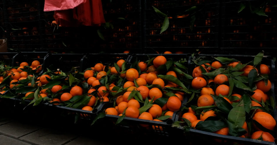 Hodhën në treg 21 ton mandarina me pesticide të rrezikshme,