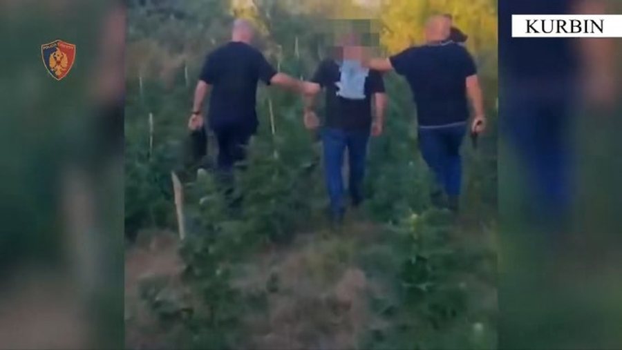 Kishin kultivuar rreth 2000 bim&euml; kanabisi n&euml; Fush&euml;-Gjorm&euml;,