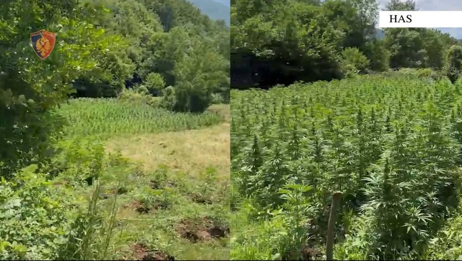 Kishin kultivuar mbi 1800 bim&euml; kanabis, arrestohet bab&euml; e bir n&euml;