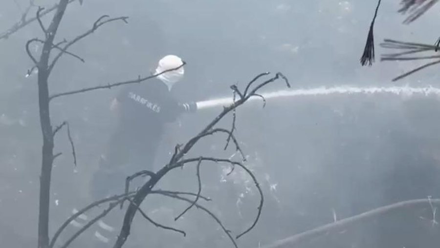 Flak&euml;t p&euml;rfshij&euml; shkurre dhe bim&euml;si n&euml; Vlor&euml;,