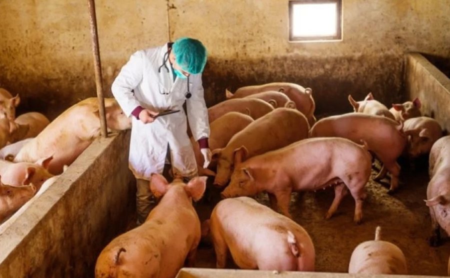 Alarm n&euml; Serbi, shp&euml;rthen murtaja afrikane te derrat, do t&euml;