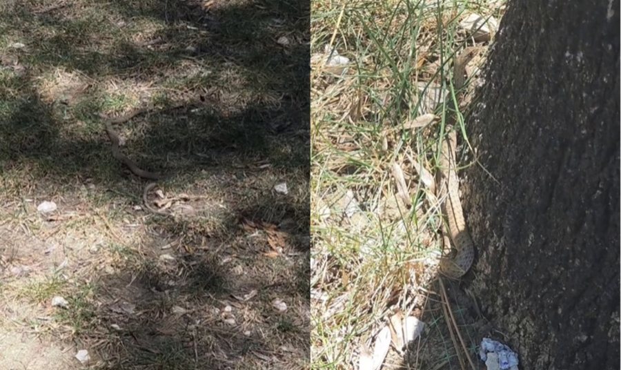 VIDEO/ E frikshme n&euml; parkun e lodrave te Liqeni Artificial, gjarpri shfaqet