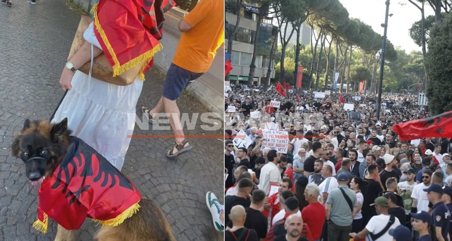 Protestuesja i hedh n&euml; qaf&euml; qenit flamurin komb&euml;tar shqiptar,
