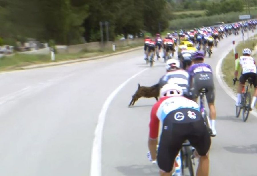 Një dhi bëhet protagoniste në “Giro d'Italia”, i