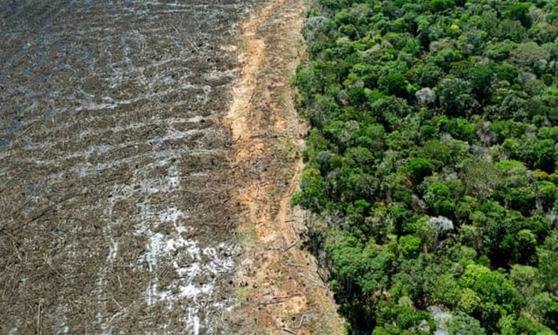 Zhdukja e gjashtë masive? Vetëm 3% e tokës në planet