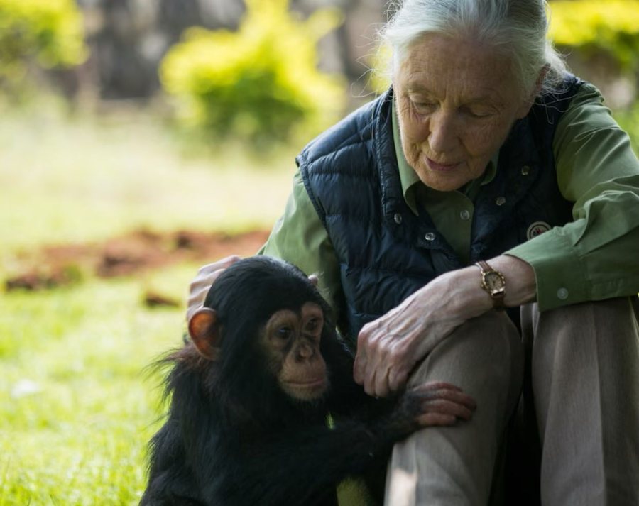 Jane Goodall, “zonja e shimpanzeve”, ndërron jetë në