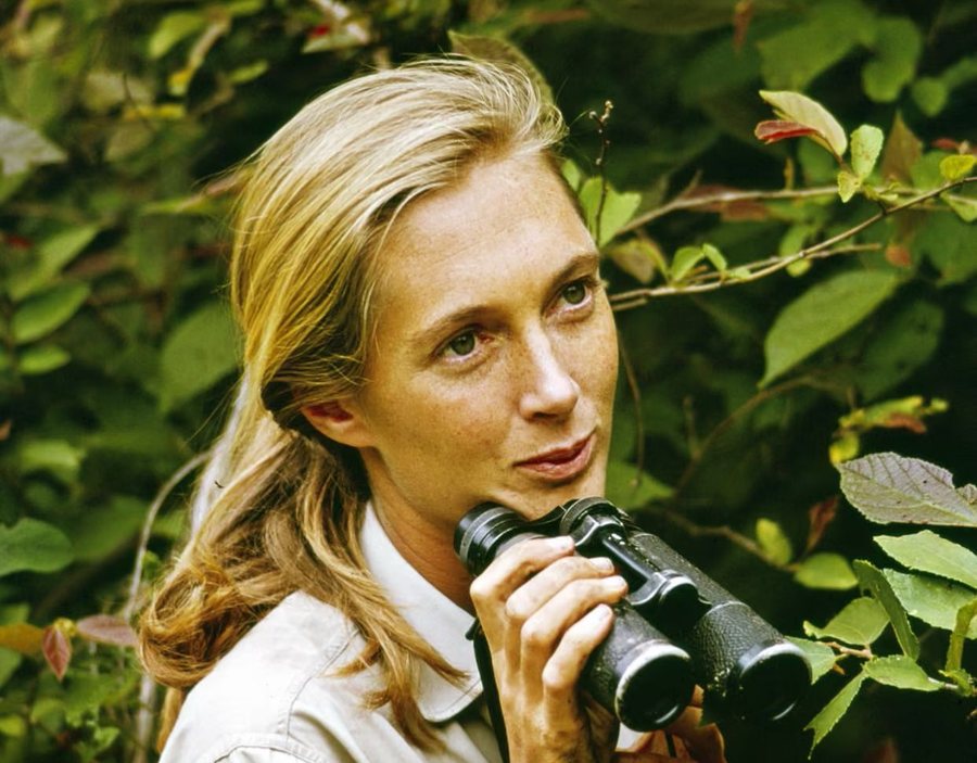 Jane Goodall, “zonja e shimpanzeve”, ndërron jetë në