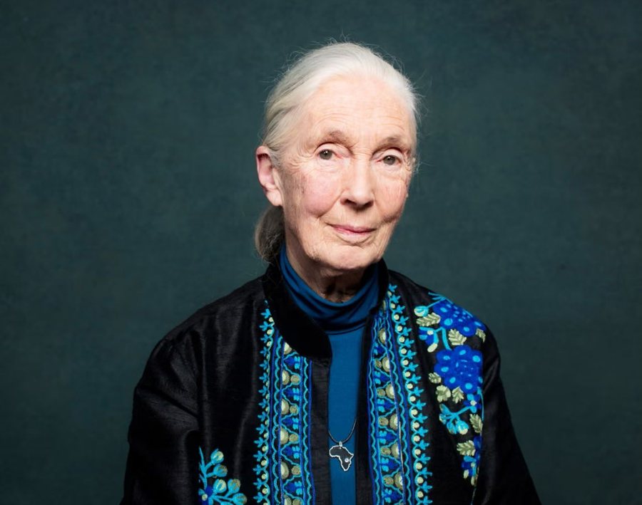 Jane Goodall, “zonja e shimpanzeve”, ndërron jetë në