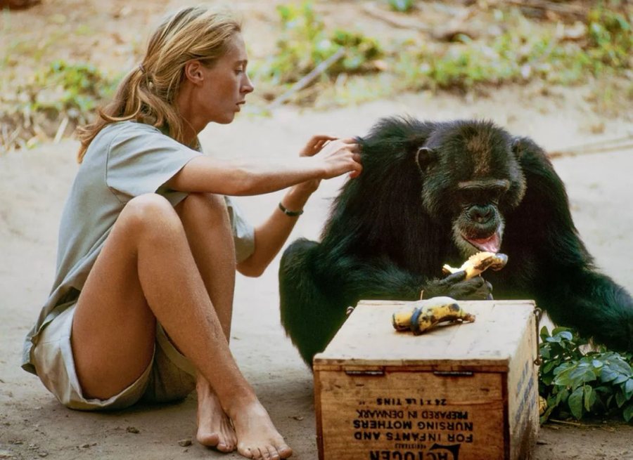 Jane Goodall, “zonja e shimpanzeve”, ndërron jetë në