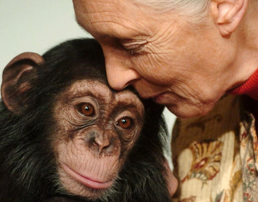 Jane Goodall, “zonja e shimpanzeve”, ndërron jetë në