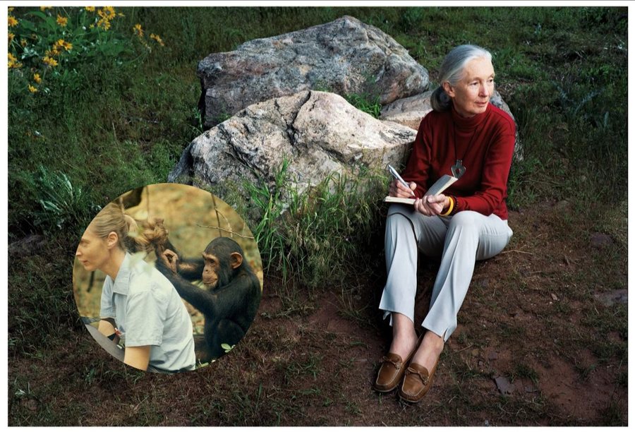 Jane Goodall, “zonja e shimpanzeve”, ndërron jetë në