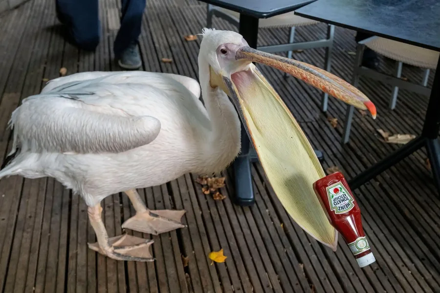 Përmes fotove: Bota në një javë