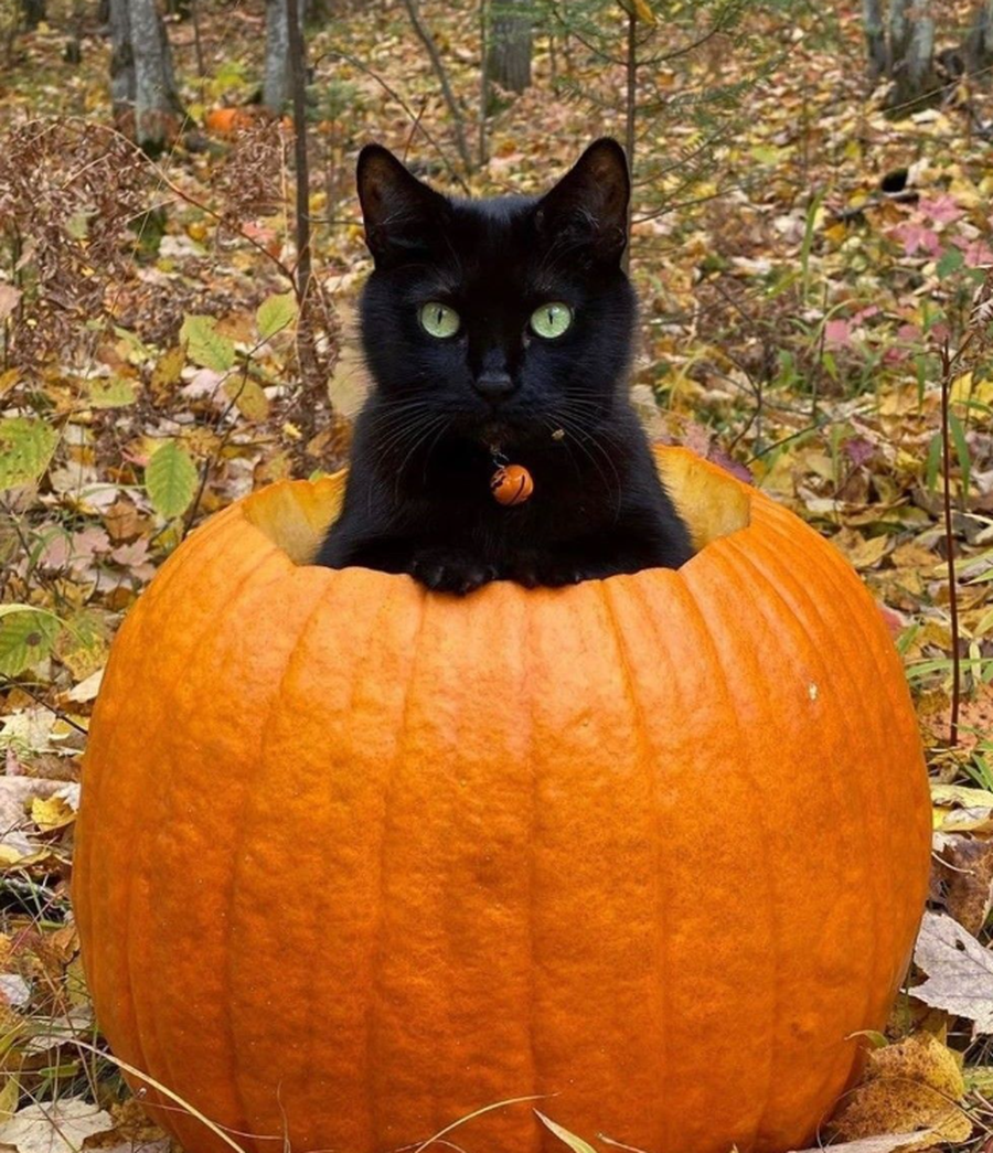 Kuptimi shpirtëror dhe astrologjik i Halloween-it 2025