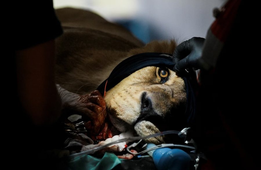 Përmes fotove: Bota në një javë