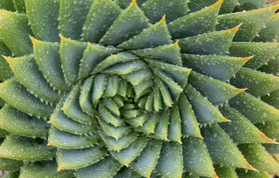 Ky test i thjeshtë me imazhe zbulon se si relaksohet truri yt