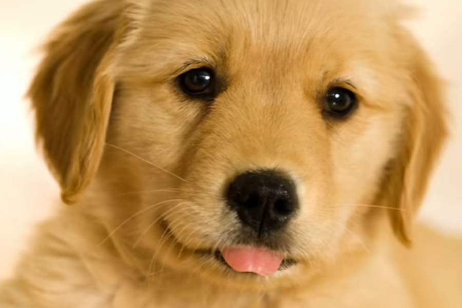 Ky test i thjeshtë me imazhe zbulon se si relaksohet truri yt