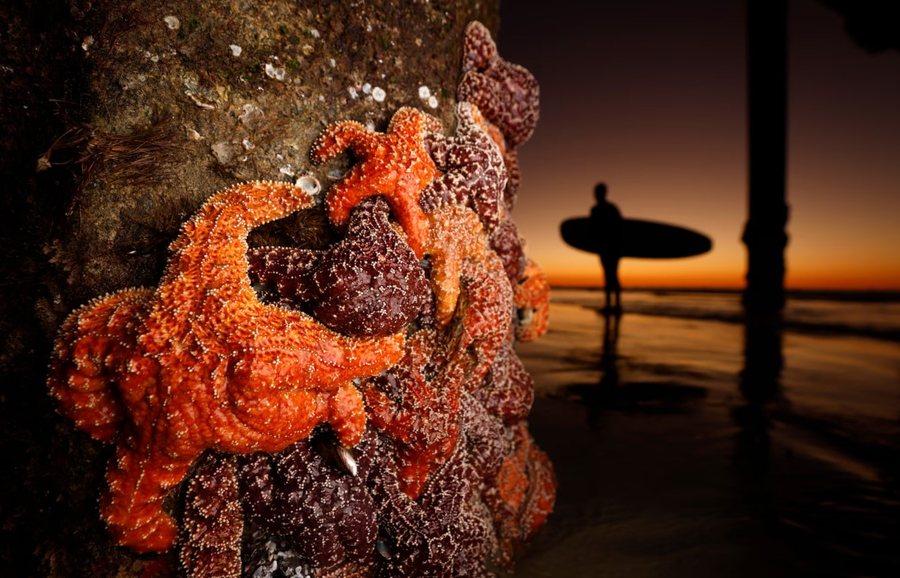 Përmes fotove: Bota në një javë