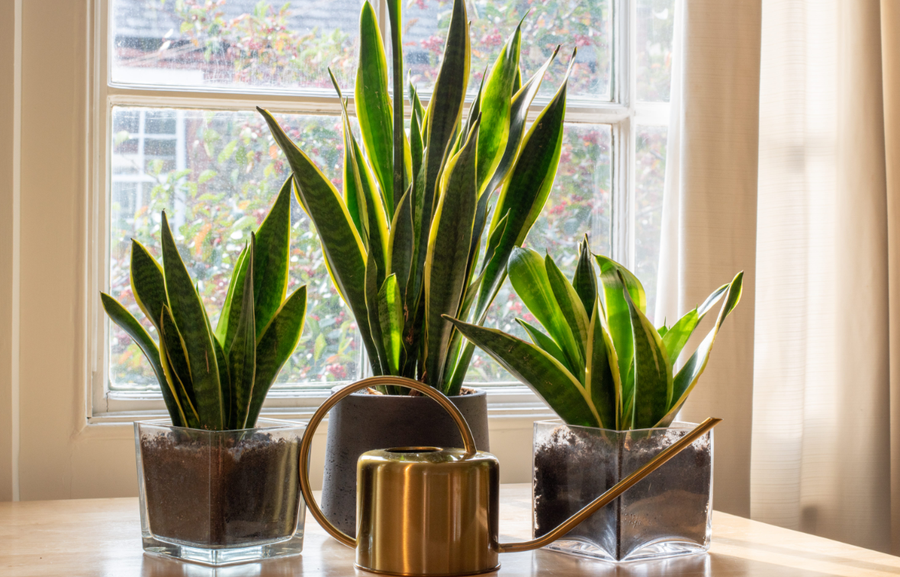 10+ lule q&euml; duhet t'i keni n&euml; sht&euml;pi p&euml;r fat t&euml;