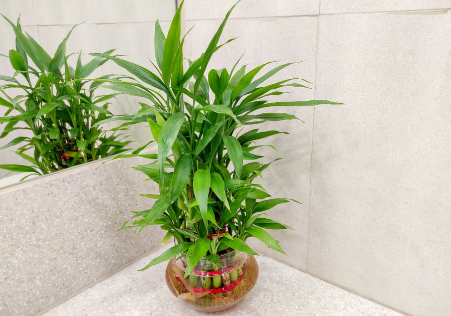 10+ lule q&euml; duhet t'i keni n&euml; sht&euml;pi p&euml;r fat t&euml;