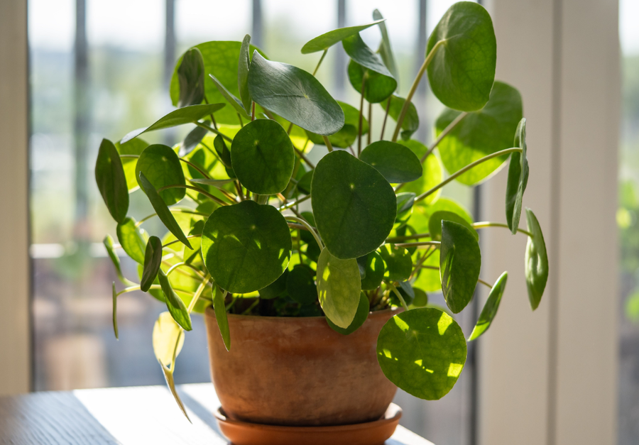 10+ lule q&euml; duhet t'i keni n&euml; sht&euml;pi p&euml;r fat t&euml;