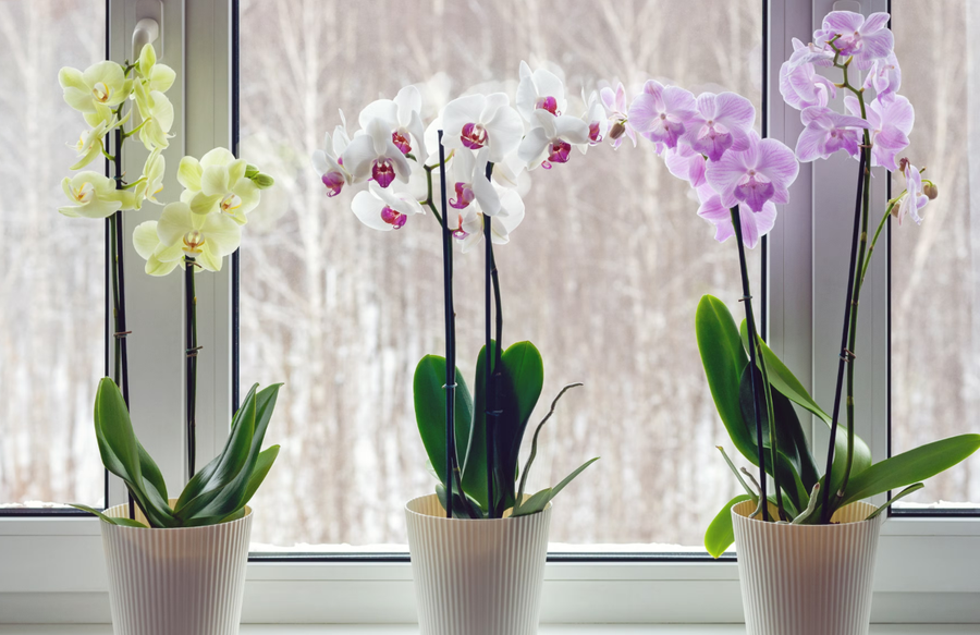 10+ lule q&euml; duhet t'i keni n&euml; sht&euml;pi p&euml;r fat t&euml;