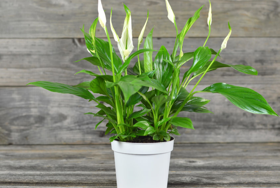 10+ lule q&euml; duhet t'i keni n&euml; sht&euml;pi p&euml;r fat t&euml;