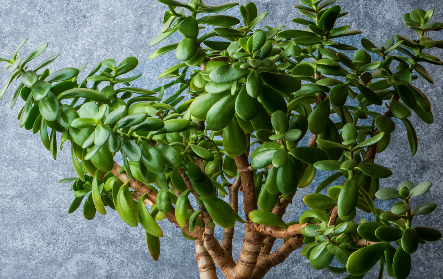 10+ lule q&euml; duhet t'i keni n&euml; sht&euml;pi p&euml;r fat t&euml;