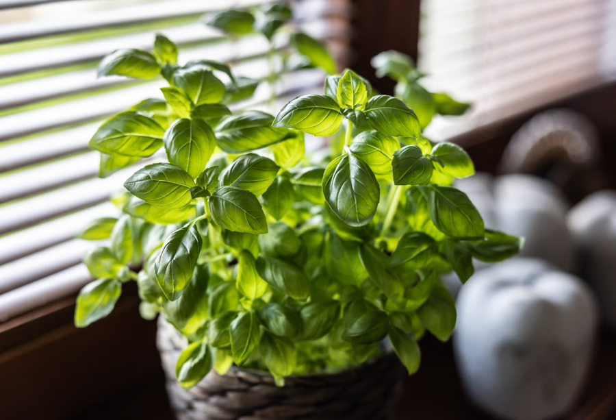 10+ lule q&euml; duhet t'i keni n&euml; sht&euml;pi p&euml;r fat t&euml;