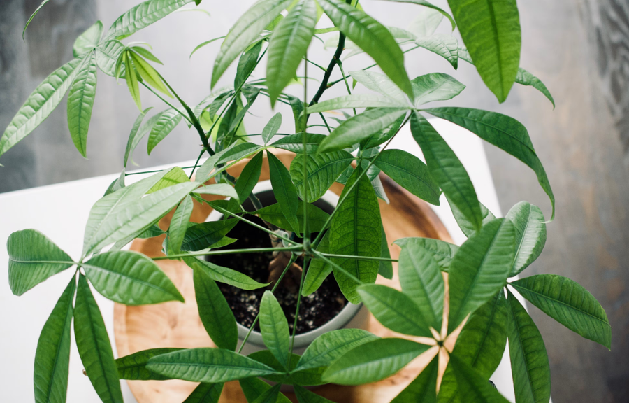 10+ lule q&euml; duhet t'i keni n&euml; sht&euml;pi p&euml;r fat t&euml;