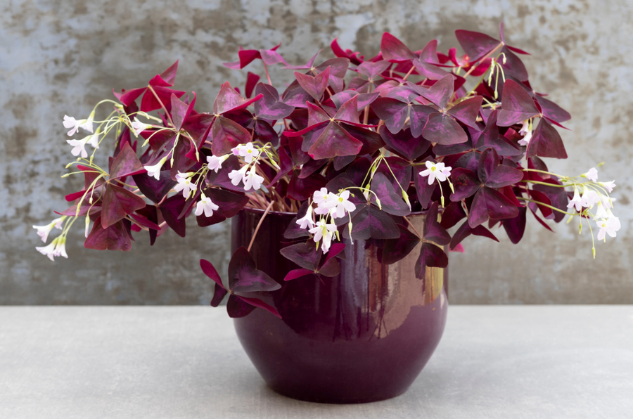 10+ lule q&euml; duhet t'i keni n&euml; sht&euml;pi p&euml;r fat t&euml;