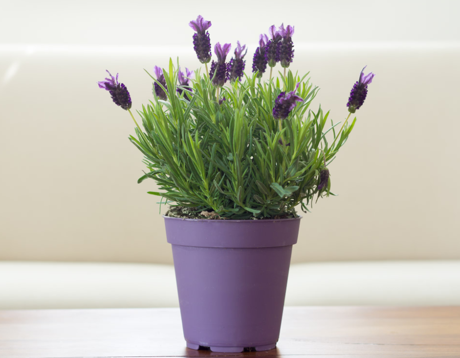 10+ lule q&euml; duhet t'i keni n&euml; sht&euml;pi p&euml;r fat t&euml;