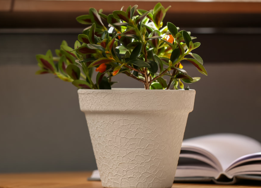 10+ lule q&euml; duhet t'i keni n&euml; sht&euml;pi p&euml;r fat t&euml;