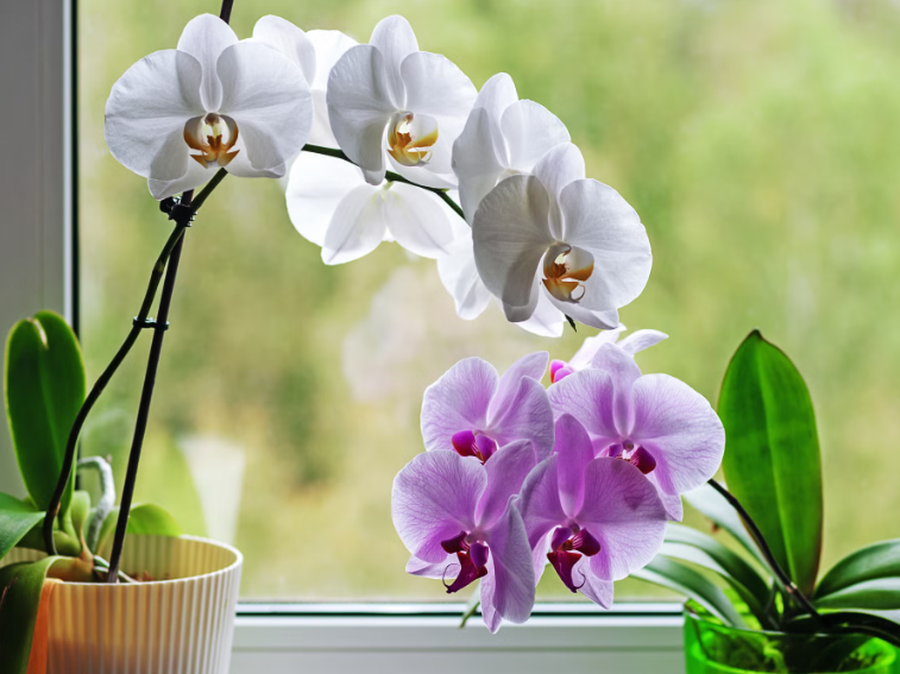 10+ lule q&euml; duhet t'i keni n&euml; sht&euml;pi p&euml;r fat t&euml;