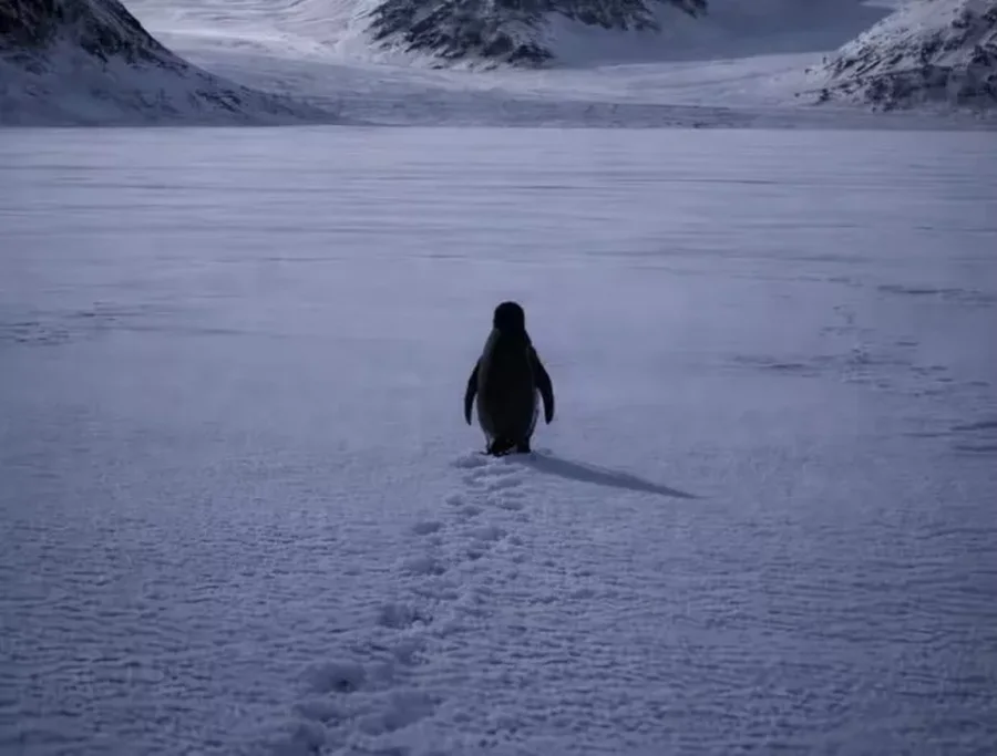 Pse nj&euml; pinguin i vet&euml;m duke ecur drejt maleve po b&euml;het viral? Ja