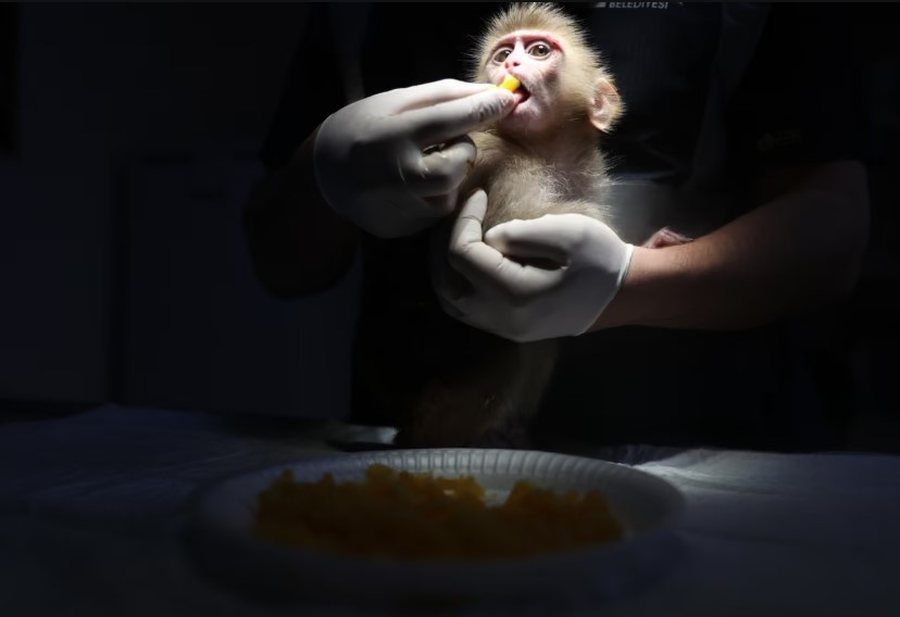 P&euml;rmes fotove: Bota n&euml; nj&euml; jav&euml;